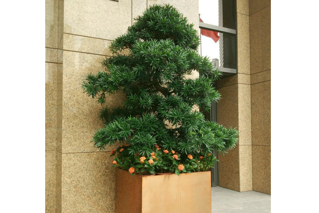 �Ƶ�ֲ������