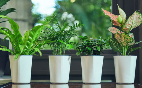 ��ֲ����ר�ң��ļ���������֪ʶ«����������Ƥ����ˮ�׼���