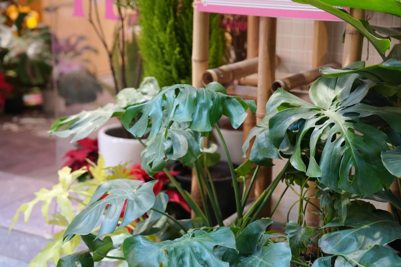 ��ҳ| 918�����ü����й��ٷ���վ