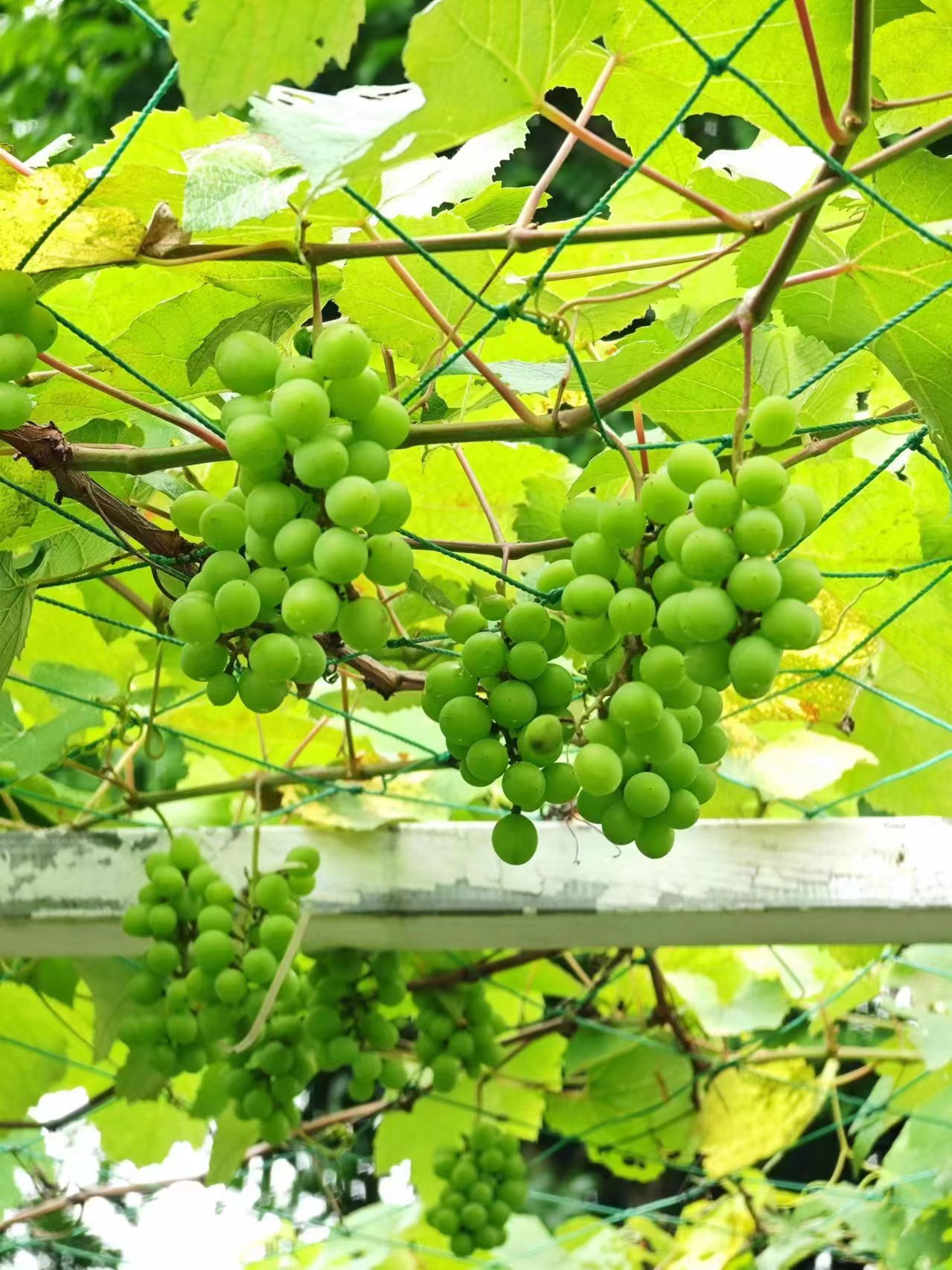 ��ҳ| 918�����ü����й��ٷ���վ